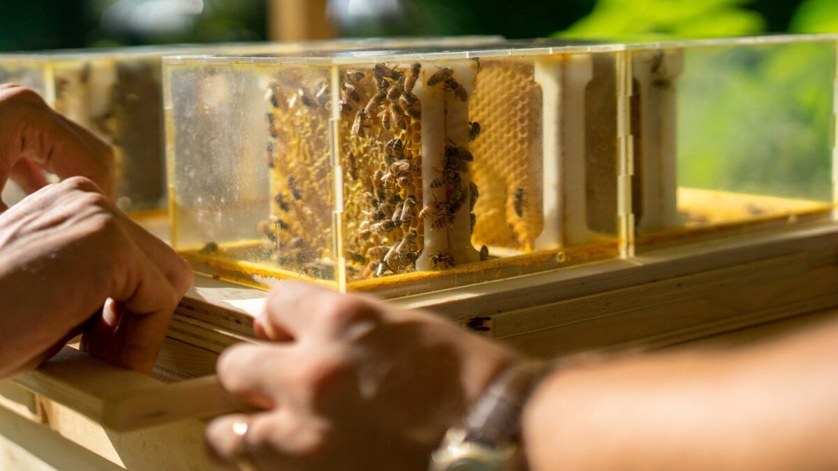 B-BOX: Tận hưởng thú vui nuôi ong nơi đô thị ngay tại nhà