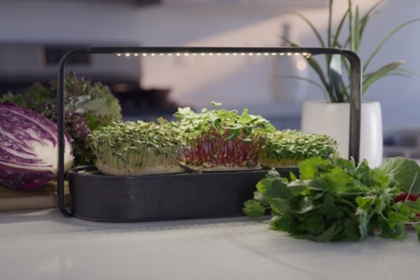 Tablefarm: Máy tạo vườn rau siêu nhỏ bên trong ngôi nhà bạn