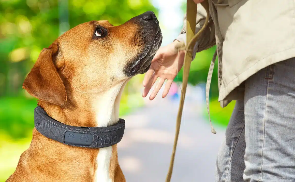 Halo Collar: Vòng cổ không dây dành giúp theo dõi thú cưng